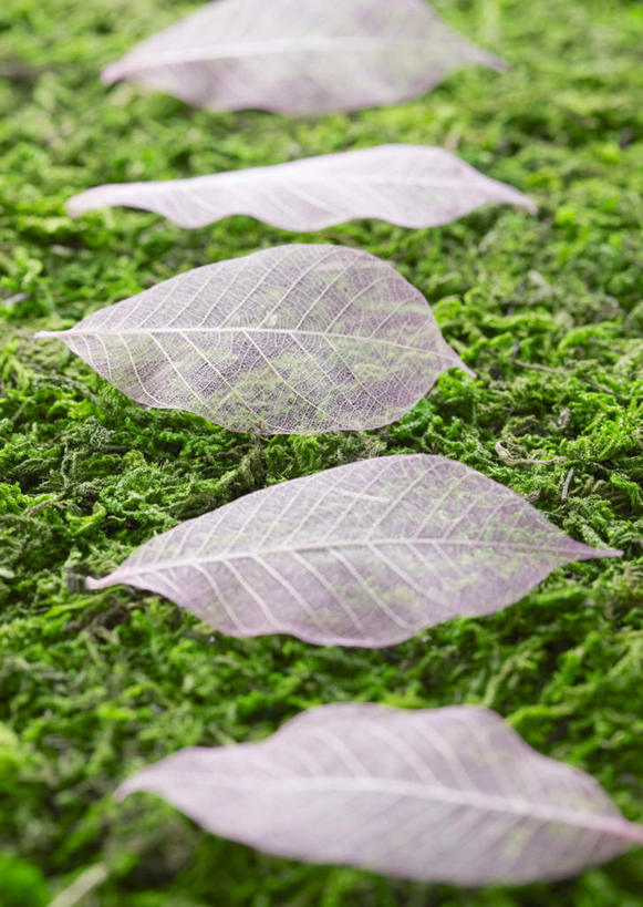 无人,竖图,俯视,室外,特写,白天,美景,叶子,一排,朦胧,模糊,整齐,景观,青苔,枯叶,落叶,苔藓,五片,排列,自然,景色,队列,自然风光,叶,叶片,彩图,高角度拍摄