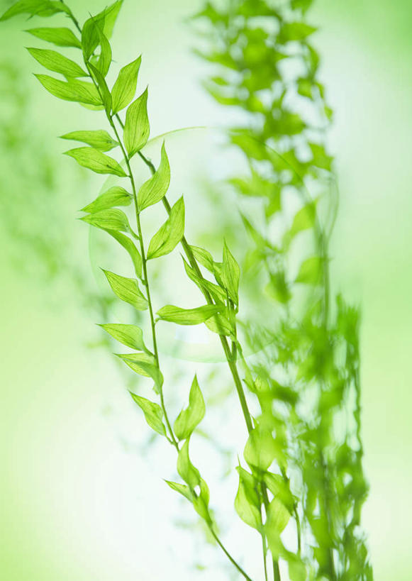 无人,竖图,室外,白天,正面,美景,植物,叶子,许多,朦胧,模糊,景观,绿叶,枝条,树,树木,树枝,绿色,自然,嫩叶,景色,自然风光,虬枝,枝杈,叶,叶片,彩图