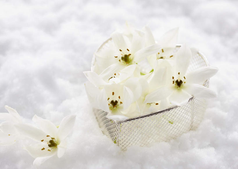 无人,横图,俯视,室内,特写,白天,大雪,礼盒,礼物,圣诞节,阴影,节日,朦胧,模糊,庆祝,装饰,盛开,反射,影子,纸盒,积雪,雪景,冬季,冬天,白雪,花蕾,文化,盒子,花,花瓣,花朵,鲜花,一个,包装盒,礼品盒,花苞,花蕊,庆典,寒冷,礼品,单个,纪念,华丽,修饰,点缀,衬托,美观,雅致,雅观,严寒,彩图,高角度拍摄