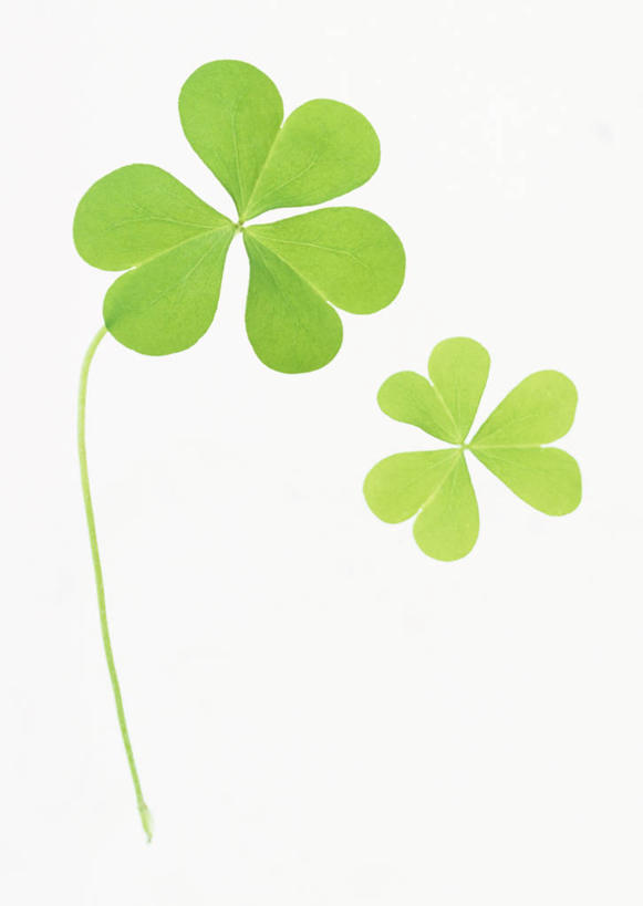 无人,竖图,室内,特写,白天,白色背景,正面,爱情,自由,幸福,叶子,三叶草,绿叶,嫩叶,摄影,影棚,希望,和平,车轴草,苜蓿,统一,团结,叶,叶片,彩图,影棚拍摄,拍摄