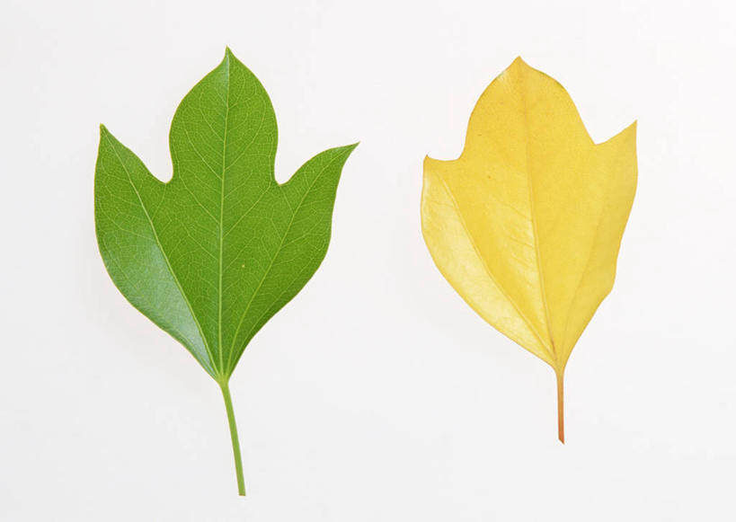 无人,横图,室内,特写,白天,白色背景,正面,叶子,两片,绿叶,嫩叶,摄影,影棚,叶,叶片,彩图,影棚拍摄,拍摄