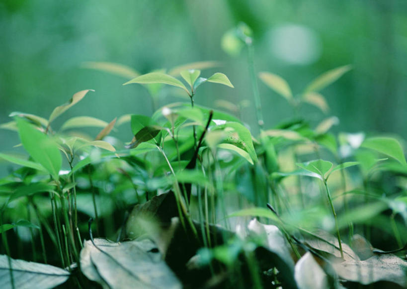 无人,横图,室外,特写,白天,正面,草地,美景,植物,叶子,日本,亚洲,阴影,朦胧,模糊,光线,影子,景观,绿叶,草,绿色,阳光,自然,嫩叶,景色,自然风光,东亚,日本国,九州本岛,九州,九州岛,九州地方,宫崎,宫崎县,叶,叶片,彩图