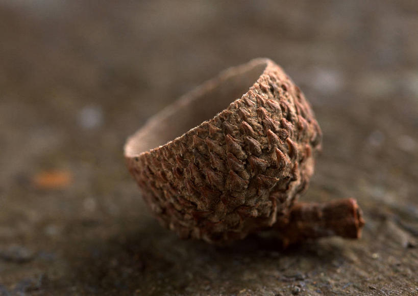 无人,横图,俯视,室内,特写,白天,石头,阴影,朦胧,模糊,反射,石子,影子,坚果,一个,干果,单个,橡果,橡树果,橡栗,橡实,橡树子,橡子,石块,岩石,彩图,高角度拍摄