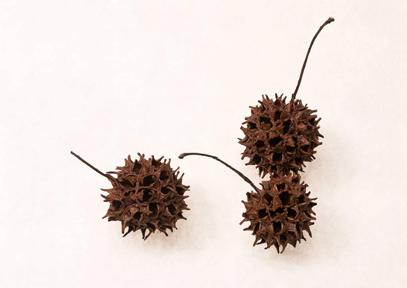 无人,横图,俯视,室内,特写,白天,白色背景,坚果,果实,三个,干果,摄影,影棚,彩图,高角度拍摄,影棚拍摄,拍摄