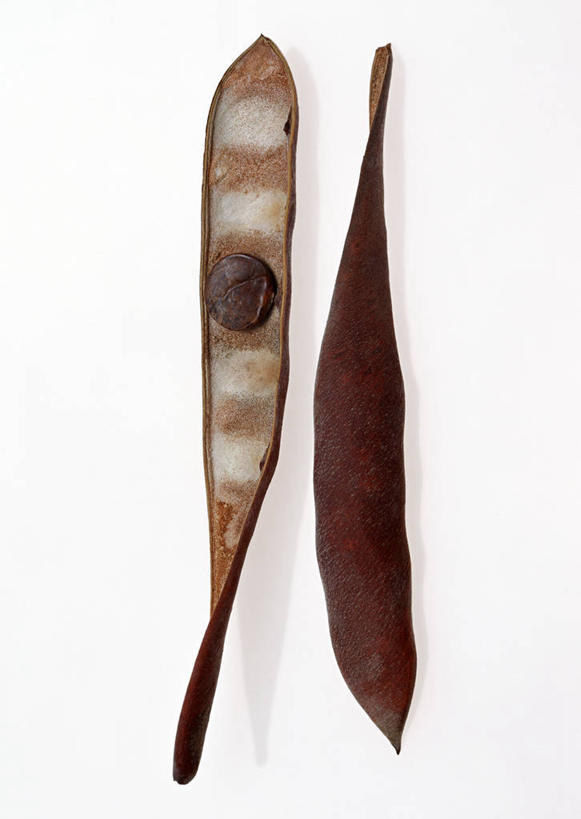 无人,竖图,俯视,室内,特写,白天,白色背景,紫藤,两个,摄影,影棚,朱藤,藤萝,招藤,招豆藤,彩图,高角度拍摄,影棚拍摄,拍摄,多花紫藤,日本紫藤