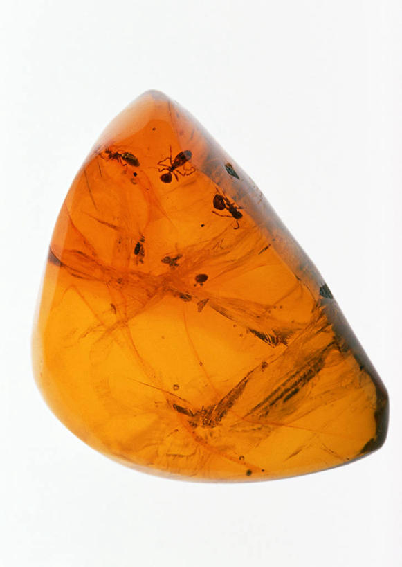 无人,竖图,俯视,室内,特写,白天,白色背景,石头,野生动物,静物,遗迹,化石,昆虫,蚂蚁,石子,树脂,琥珀,动物,可爱,摄影,活泼,影棚,蚁,玄驹,益虫,遗体,古生物,石块,岩石,彩图,高角度拍摄,影棚拍摄,拍摄,树脂化石