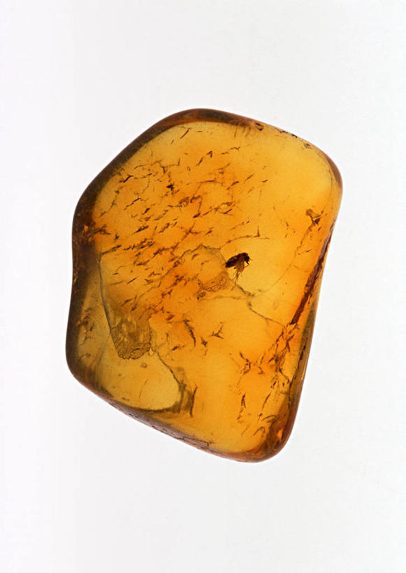 无人,竖图,俯视,室内,特写,白天,白色背景,石头,静物,遗迹,化石,昆虫,石子,树脂,琥珀,动物,摄影,影棚,益虫,遗体,古生物,石块,岩石,彩图,高角度拍摄,影棚拍摄,拍摄,树脂化石