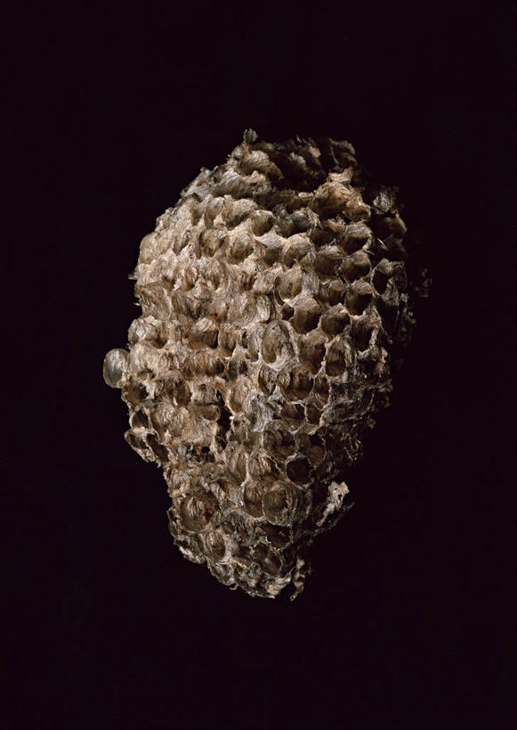 无人,竖图,俯视,室内,特写,白天,静物,黑色背景,蜂巢,蜂窝,一个,摄影,影棚,单个,彩图,高角度拍摄,影棚拍摄,拍摄