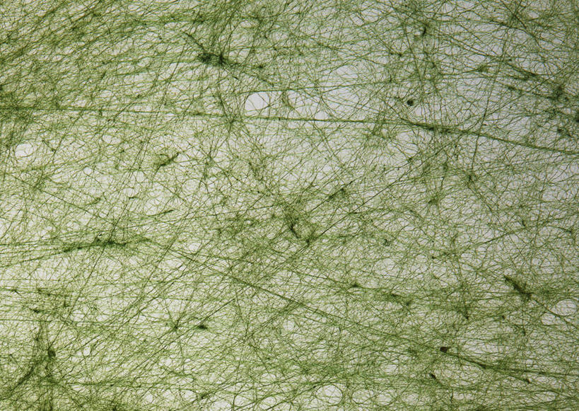 无人,横图,室内,特写,白天,正面,静物,一张,花纹,新鲜,装饰,纹路,纹理,纸,纸张,文化,绿色,青春,华丽,修饰,点缀,生命,上色,和平,安详,肌理,衬托,美观,雅致,雅观,和纸,日本纸,冷色,染色,彩图