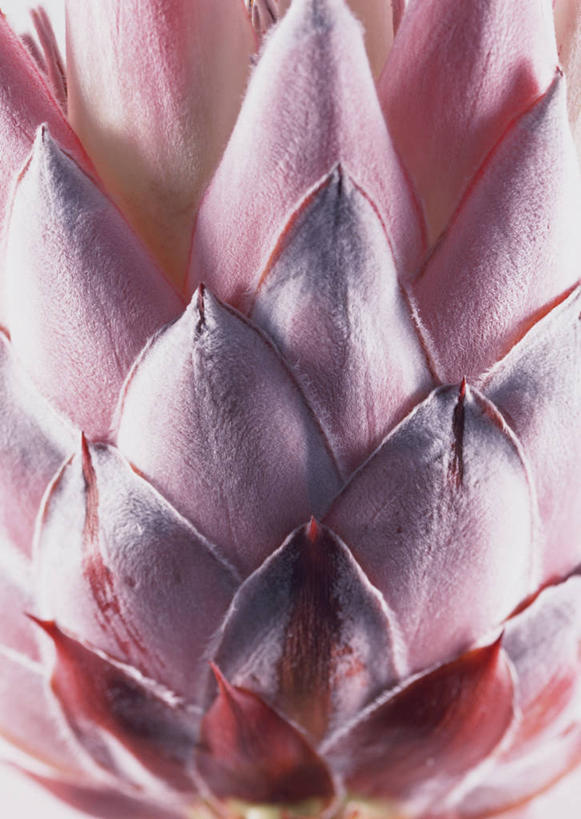 无人,竖图,室内,特写,白天,正面,盛开,帝王花,花蕾,花,花瓣,花朵,鲜花,一朵,花苞,花蕊,山龙眼,黄豆树,彩图,大力王,国王海神花,海神花