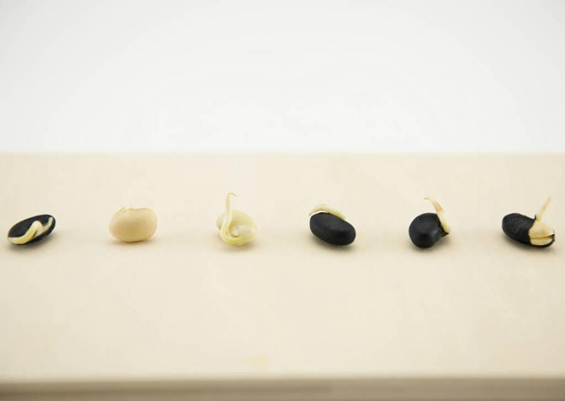 无人,横图,俯视,室内,特写,白天,白色背景,餐桌,桌子,一排,许多,阴影,朦胧,模糊,整齐,反射,影子,发芽,种子,很多,排列,白色,黑色,摄影,影棚,餐台,队列,抽芽,彩图,高角度拍摄,影棚拍摄,拍摄