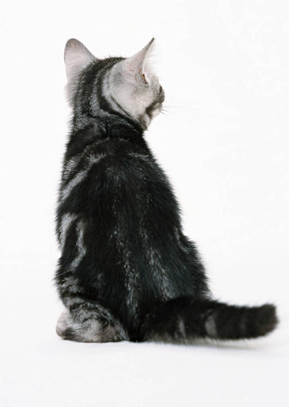 无人,坐,竖图,室内,特写,白天,白色背景,宠物,猫,阴影,花纹,反射,影子,一只,背面,白色,黑色,动物,可爱,摄影,影棚,猫咪,缅因库恩猫,缅因猫,坐着,彩图,全身,影棚拍摄,拍摄