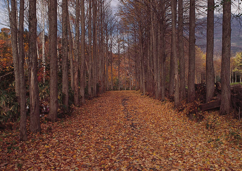 无人,横图,室外,白天,正面,旅游,度假,美景,森林,树林,植物,道路,路,叶子,美国,一排,阴影,整齐,光线,影子,景观,小路,枯叶,落叶,交通,娱乐,树,树木,排列,绿色,阳光,自然,享受,休闲,景色,放松,生长,成长,北美,北美洲,队列,自然风光,美洲,新泽西,北亚美利加洲,亚美利加洲,新泽西州,新州,花园之州,花园州,叶,叶片,彩图