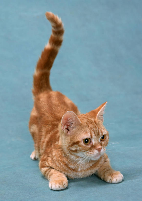 无人,站,竖图,室内,特写,白天,正面,宠物,猫,阴影,花纹,蓝色背景,条纹,反射,影子,短毛猫,注视,一只,黄色,动物,观察,看,站着,可爱,摄影,影棚,观看,察看,关注,猫咪,美国短毛猫,站立,彩图,全身,影棚拍摄,拍摄,棕色标准虎斑猫