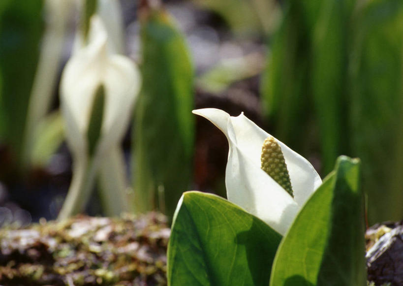 无人,横图,室外,特写,白天,正面,美景,植物,叶子,阴影,朦胧,模糊,盛开,光线,影子,景观,绿叶,草药,药草,花蕾,中药,花,花瓣,花朵,鲜花,白色,阳光,自然,花苞,花蕊,嫩叶,景色,有毒,自然风光,药材,中草药,中药材,本草,臭菘,叶,叶片,彩图