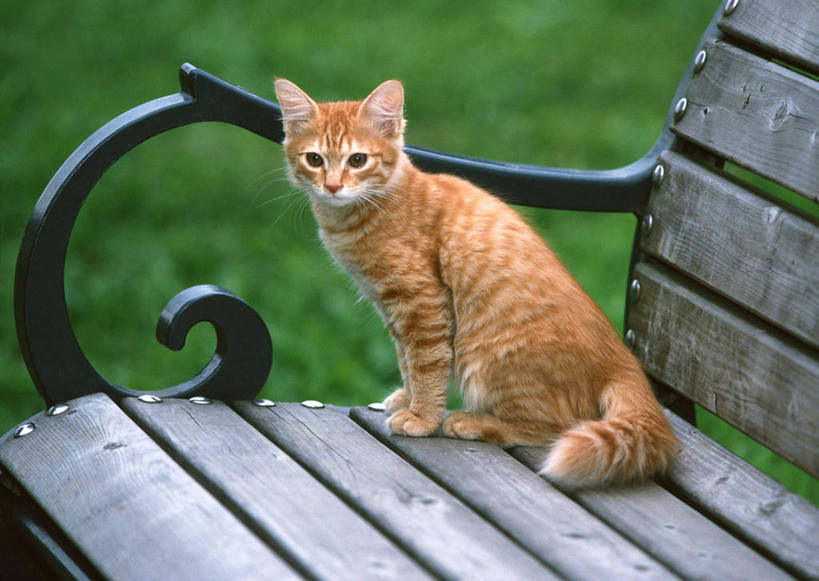 无人,坐,横图,室外,白天,侧面,草地,草坪,植物,宠物,猫,椅子,一把,花纹,新鲜,木椅,扭头,注视,草,一只,黄色,绿色,动物,观察,看,转头,可爱,观看,青春,察看,生命,关注,和平,安详,猫咪,冷色,日本短尾猫,日本截尾猫,坐着,彩图,全身