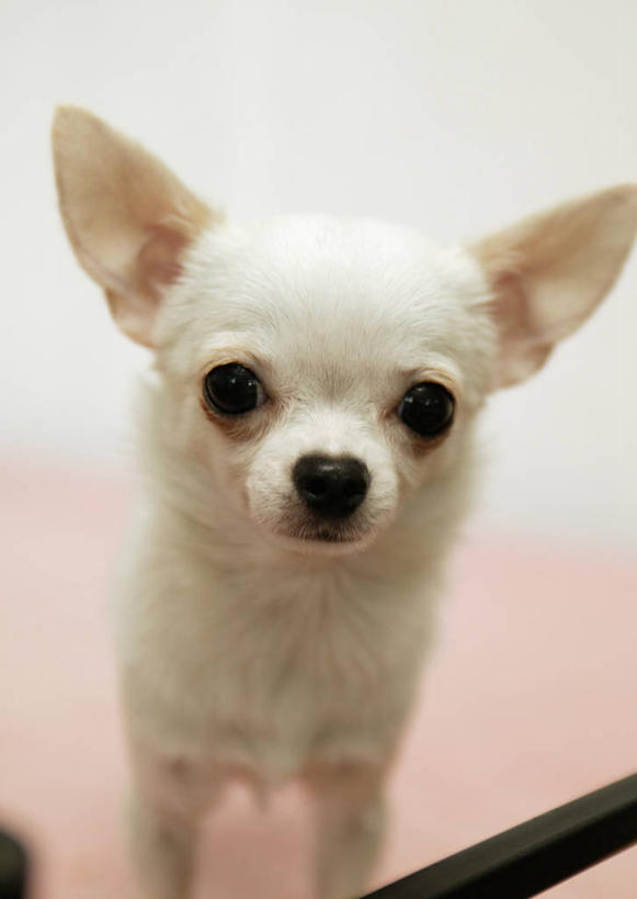 无人,站,竖图,室内,特写,白天,正面,宠物,狗,阴影,朦胧,模糊,反射,影子,吉娃娃,注视,一只,白色,动物,观察,看,站着,可爱,观看,察看,关注,忠诚,芝娃娃,奇娃娃,吉娃娃犬,齐花花,犬,站立,半身,彩图