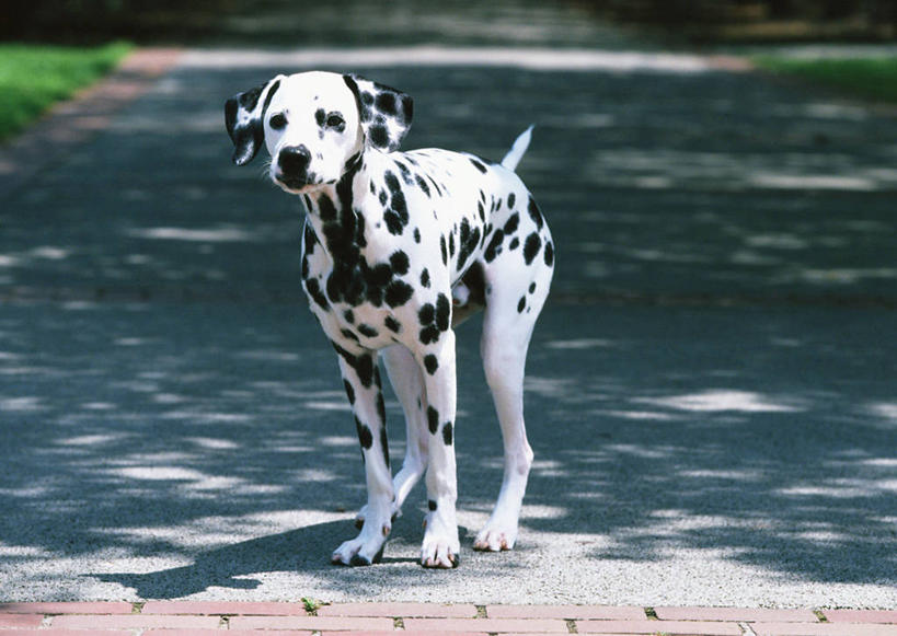 无人,站,横图,室外,白天,正面,草地,草坪,植物,道路,路,宠物,狗,阴影,朦胧,模糊,光线,影子,小路,斑点狗,达尔马提亚狗,大麦町犬,交通,注视,草,一只,绿色,白色,黑色,阳光,动物,观察,看,站着,可爱,观看,察看,关注,忠诚,斑点犬,犬,站立,彩图,全身