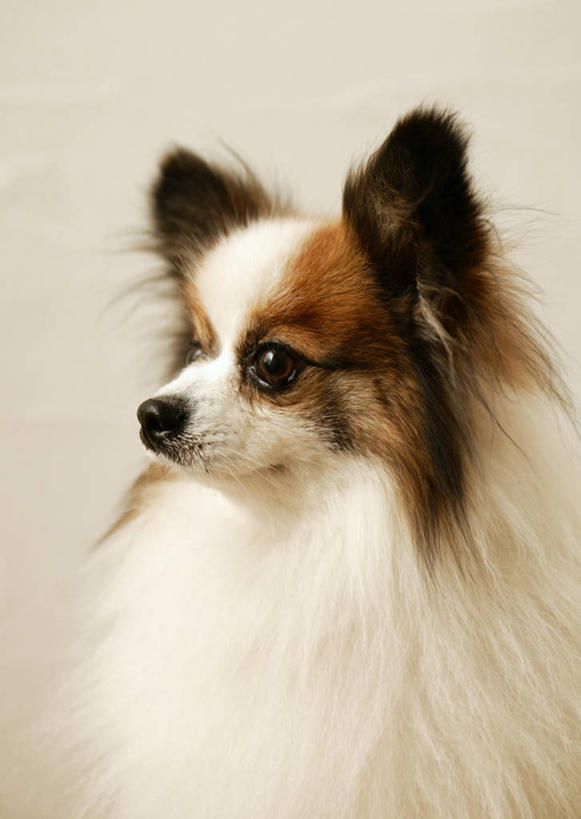 头,无人,竖图,室内,特写,白天,侧面,宠物,狗,墙,注视,蝶耳犬,蝴蝶犬,墙壁,墙面,一只,动物,观察,看,可爱,观看,察看,关注,忠诚,巴比伦犬,头部,犬,半身,彩图