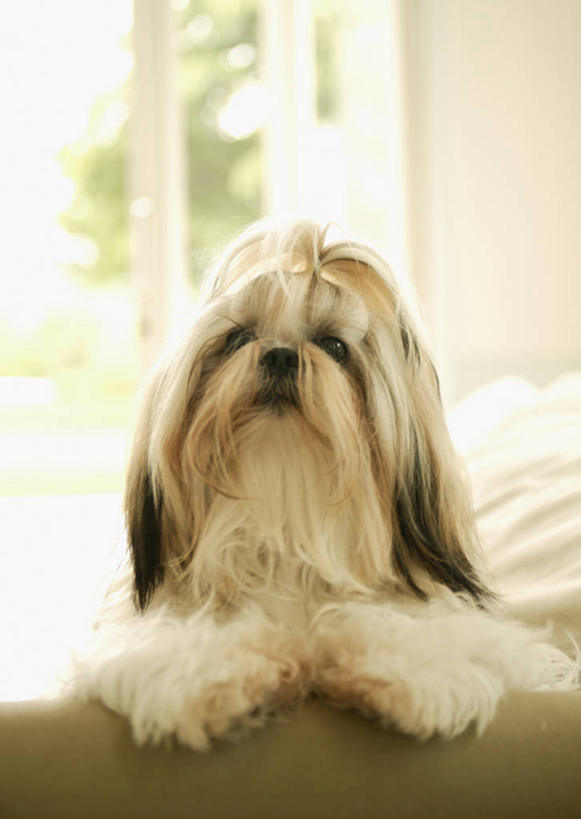 无人,客厅,竖图,室内,特写,白天,正面,窗户,沙发,宠物,狗,朦胧,模糊,注视,北京犬,狮子狗,玻璃窗,一只,动物,观察,看,趴着,可爱,观看,察看,起居室,关注,布艺沙发,忠诚,北京宫廷犬,京巴,客堂,犬,趴,半身,彩图