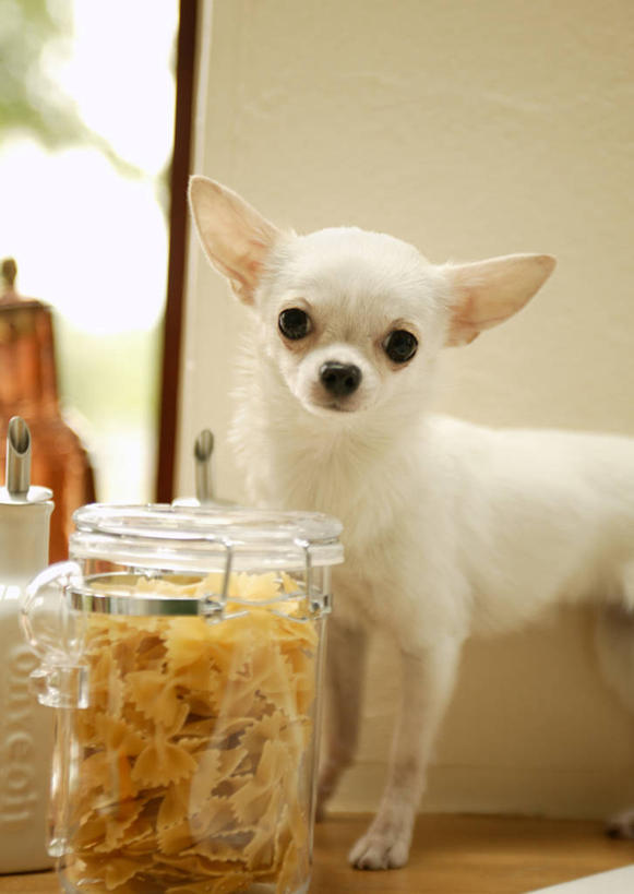 无人,站,竖图,室内,特写,白天,正面,窗户,宠物,狗,罐子,墙,吉娃娃,注视,玻璃窗,墙壁,墙面,玻璃制品,一只,白色,动物,玻璃瓶,瓶子,观察,看,站着,可爱,观看,察看,关注,忠诚,芝娃娃,奇娃娃,吉娃娃犬,齐花花,犬,站立,半身,彩图