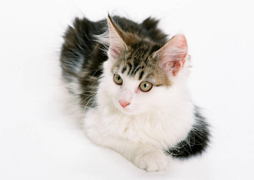 无人,坐,横图,室内,特写,白天,白色背景,正面,宠物,猫,阴影,反射,影子,注视,一只,动物,观察,看,可爱,摄影,影棚,观看,察看,关注,猫咪,缅因库恩猫,缅因猫,坐着,彩图,全身,影棚拍摄,拍摄