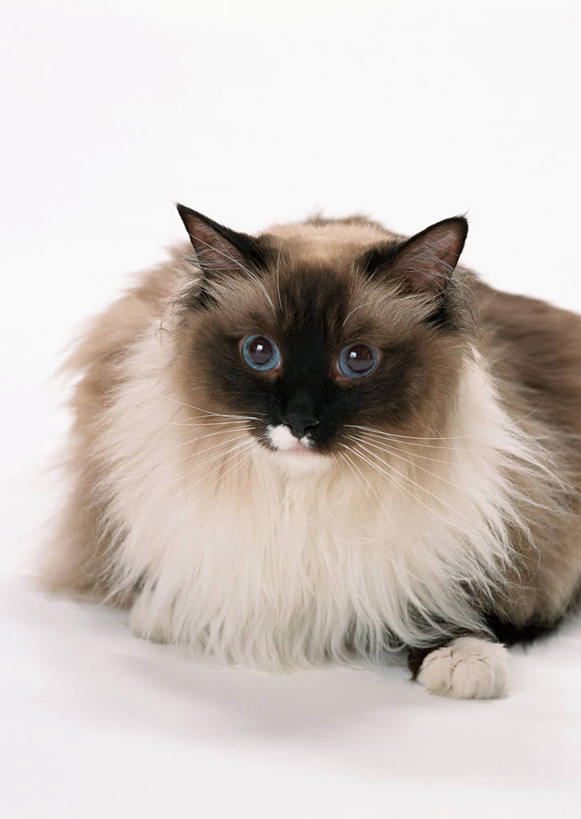 无人,竖图,室内,特写,白天,白色背景,正面,宠物,猫,阴影,反射,影子,注视,一只,灰色,动物,观察,看,趴着,可爱,摄影,影棚,观看,察看,关注,猫咪,布偶猫,布拉多尔猫,趴,半身,彩图,影棚拍摄,拍摄,布娃娃猫,玩偶猫