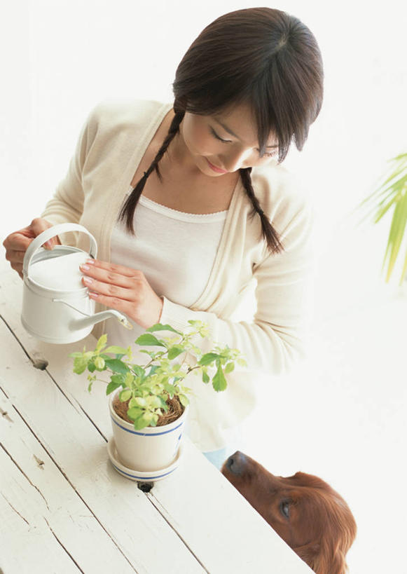 东方人,一个人,站,竖图,俯视,室内,白天,水,植物,窗户,桌面,桌子,宠物,狗,亚洲,仅一个年轻女性,仅一个女性,仅一个人,握,飞溅,服装,朦胧,模糊,溅,木制,壶,盆栽,液体,墙,水滴,盆景,拿,洒水壶,拿着,注视,休闲装,黄种人,玻璃窗,墙壁,墙面,水壶,水珠,一只,衣服,绿色,白色,自然,动物,木制品,低头,观察,看,站着,休闲,休闲服,可爱,握着,服饰,生长,成长,观看,察看,关注,喷洒,忠诚,浇水壶,塞特犬,雪达犬,爱尔兰塞特犬,爱尔兰雪达犬,年轻女性,女人,女性,亚洲人,犬,站立,半身,彩图,高角度拍摄