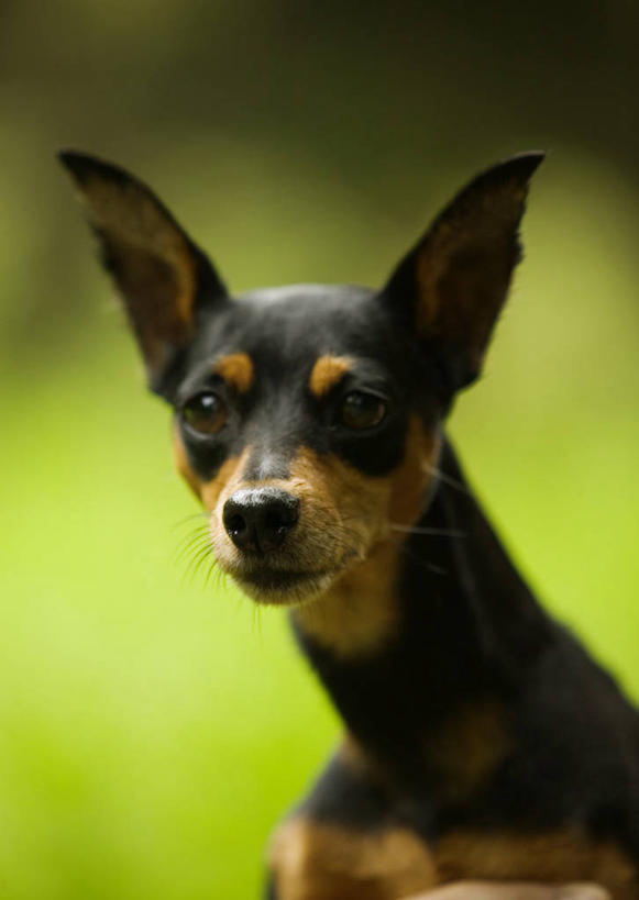 头,无人,坐,竖图,室外,特写,白天,正面,草地,草坪,植物,宠物,狗,阴影,朦胧,模糊,光线,影子,注视,草,一只,绿色,黑色,阳光,动物,观察,看,可爱,观看,小鹿狗,察看,关注,鹿犬,杜宾犬,忠诚,迷你杜宾犬,笃宾狗,笃宾犬,杜宾狗,鹿狗,小鹿犬,头部,犬,坐着,半身,彩图