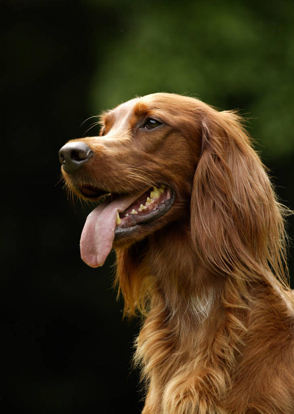 头,无人,坐,笑,微笑,竖图,室外,特写,白天,正面,草地,草坪,植物,宠物,狗,阴影,朦胧,模糊,光线,影子,棕色,注视,草,一只,绿色,阳光,动物,观察,看,可爱,观看,察看,关注,忠诚,塞特犬,雪达犬,爱尔兰塞特犬,爱尔兰雪达犬,舌头,头部,犬,坐着,半身,彩图