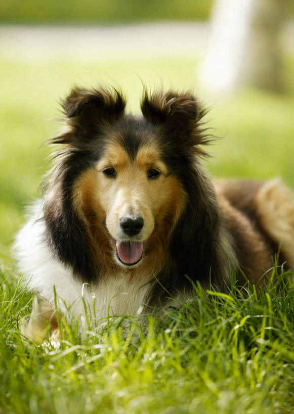 无人,竖图,室外,白天,正面,草地,草坪,美景,植物,宠物,狗,阴影,朦胧,模糊,光线,影子,景观,注视,草,一只,绿色,阳光,自然,动物,观察,看,趴着,景色,可爱,牧羊犬,观看,察看,关注,自然风光,喜乐蒂牧羊犬,忠诚,喜乐蒂,喜乐蒂犬,设得兰群岛牧羊犬,谢德兰牧羊犬,舌头,犬,趴,半身,彩图