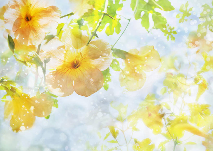 无人,横图,插画,室内,白天,正面,数码,科技,美景,叶子,许多,阴影,盛开,网络,景观,绿叶,高光,几何,计算机图形,合成,花蕾,图画,画,花,花瓣,花朵,鲜花,黄色,自然,花苞,花蕊,嫩叶,景色,母爱,电脑合成图,数码合成图,合成图,自然风光,漫画,写实,具体,具象,凌霄花,声誉,凌霄,紫葳,叶,叶片,彩图