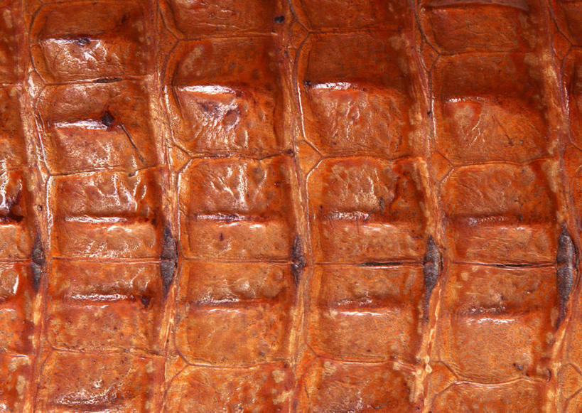 无人,横图,室内,特写,白天,正面,静物,一块,丰富,装饰,纹路,纹理,皮,褐色,皮革,温暖,成熟,皮肤,保暖,华丽,鳄鱼皮,皮毛,点缀,御寒,肌理,衬托,美观,雅致,雅观,谦让,随和,彩图,鳄鱼皮革