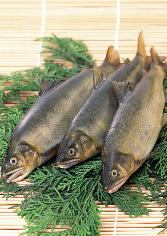 无人,竖图,俯视,室内,特写,白天,植物,桌面,桌子,叶子,一排,阴影,整齐,反射,木制,鱼,纹理,影子,绿叶,香鱼,鱼类,海洋生物,排列,绿色,白色,黑色,灰色,木制品,嫩叶,三条,队列,水生动物,水生物,海底动物,肌理,瓜鱼,香油鱼,叶,叶片,叶脉,彩图,高角度拍摄,全身