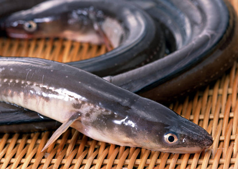 无人,横图,俯视,室内,特写,白天,阴影,朦胧,模糊,曲折,弯曲,反射,鱼,影子,海鳗,鱼类,海洋生物,黑色,蜿蜒,三条,水生动物,水生物,海底动物,半身,彩图,高角度拍摄