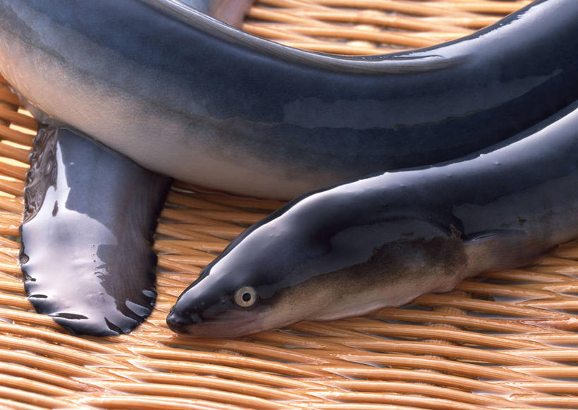 无人,横图,俯视,室内,特写,白天,阴影,朦胧,模糊,曲折,弯曲,反射,鱼,影子,海鳗,鱼类,海洋生物,黑色,蜿蜒,三条,水生动物,水生物,海底动物,半身,彩图,高角度拍摄