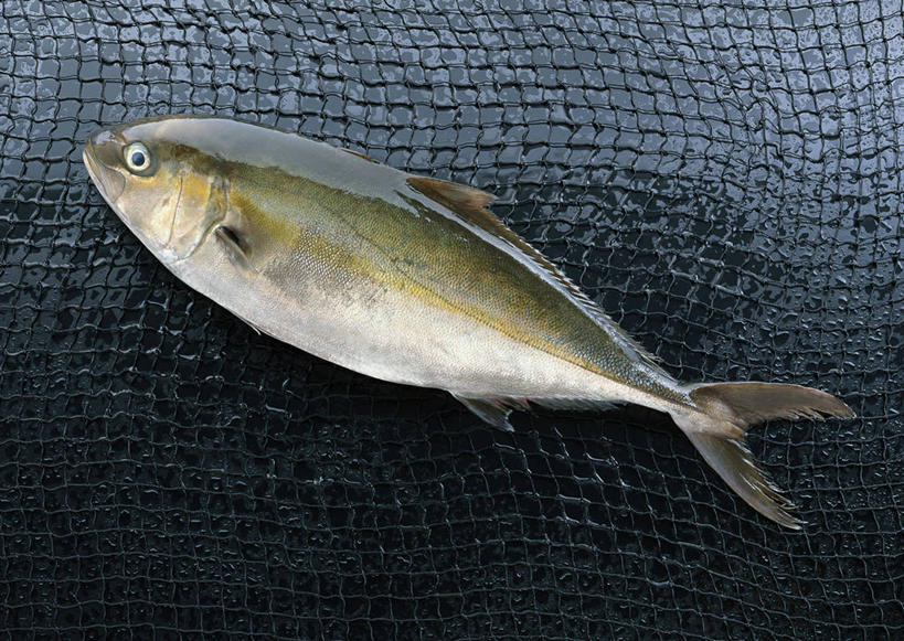 无人,横图,俯视,室内,特写,白天,一条,阴影,黑色背景,反射,鱼,影子,鱼类,海洋生物,摄影,影棚,巴浪,竹荚鱼,水生动物,水生物,海底动物,刺公,山鲐鱼,彩图,高角度拍摄,全身,影棚拍摄,拍摄