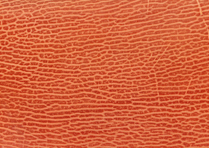 无人,横图,室内,特写,白天,正面,幸福,静物,阴影,反射,纹路,纹理,影子,皮,皮革,辉煌,温暖,橙色,活泼,皮肤,华丽,暖色,皮毛,温情,肌理,炽热,响亮,跃动,甜蜜,彩图,愉快,海豹皮革,海豹皮