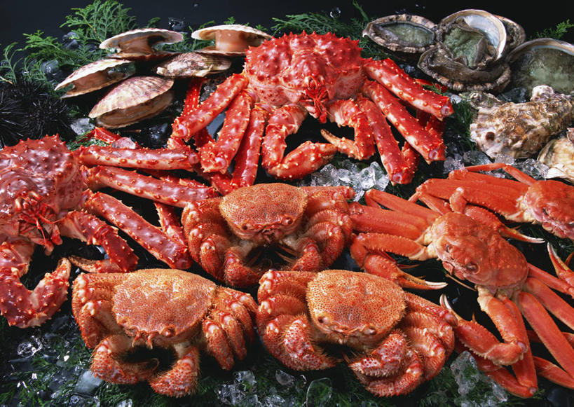 海鲜,无人,横图,俯视,室内,特写,白天,一堆,许多,阴影,堆叠,堆积,反射,皇后蟹,影子,冰,冰块,帝王蟹,扇贝,冷冻,水产,海洋生物,寒冷,冷藏,堆,海扇,皮匠蟹,雪蟹,冰冷,水生动物,海产品,水生物,海底动物,皇帝蟹,保鲜,彩图,高角度拍摄