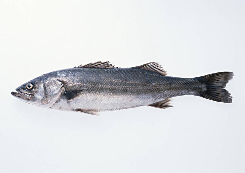 海鲜,无人,横图,俯视,室内,特写,白天,白色背景,一条,阴影,反射,影子,鲣鱼,水产,海洋生物,摄影,影棚,死亡,水生动物,海产品,水生物,海底动物,小金枪鱼,炸弹鱼,殒命,灭亡,彩图,高角度拍摄,全身,影棚拍摄,拍摄