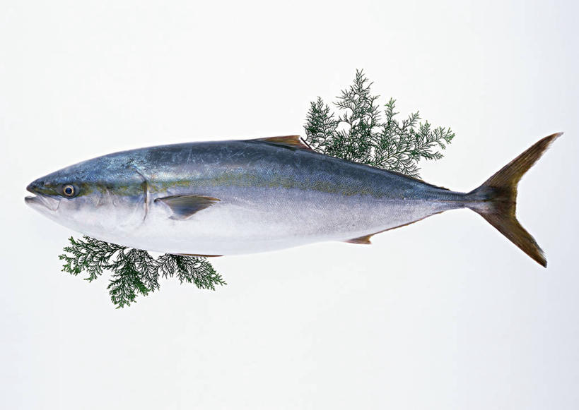 海鲜,无人,横图,俯视,室内,特写,白天,白色背景,叶子,一条,阴影,反射,鱼,影子,绿叶,水产,鱼类,海洋生物,嫩叶,摄影,影棚,死亡,水生动物,海产品,水生物,海底动物,殒命,灭亡,鰤,鰤鱼,叶,叶片,彩图,高角度拍摄,全身,影棚拍摄,拍摄