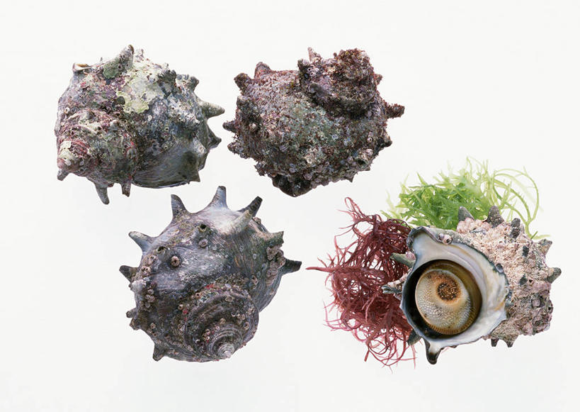 海鲜,无人,横图,俯视,室内,特写,白天,白色背景,阴影,反射,影子,海螺,水产,海洋生物,打开,四个,摄影,影棚,软体动物,峨螺,死亡,开启,水生动物,海产品,水生物,海底动物,殒命,灭亡,彩图,高角度拍摄,全身,影棚拍摄,拍摄