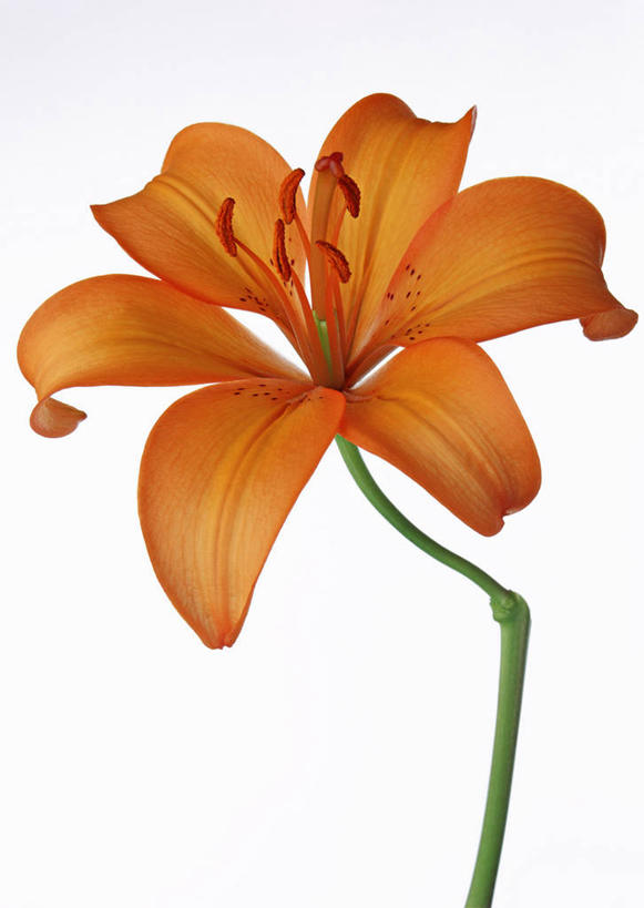 无人,竖图,室内,特写,白天,白色背景,正面,百合花,阴影,盛开,反射,影子,花蕾,花,花瓣,花朵,鲜花,花苞,花蕊,橙色,摄影,影棚,一支,强瞿,百合蒜,倒仙,番韭,山丹,彩图,影棚拍摄,拍摄