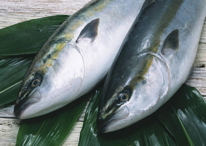 海鲜,无人,横图,俯视,室内,特写,白天,叶子,两条,阴影,反射,鱼,影子,绿叶,水产,鱼类,海洋生物,嫩叶,死亡,水生动物,海产品,水生物,海底动物,殒命,灭亡,鰤,鰤鱼,叶,叶片,半身,彩图,高角度拍摄