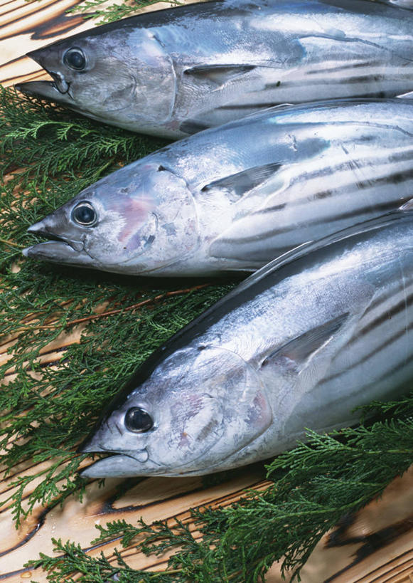 海鲜,无人,竖图,俯视,室内,特写,白天,叶子,一排,阴影,整齐,反射,影子,绿叶,鲣鱼,水产,海洋生物,排列,嫩叶,三条,死亡,队列,水生动物,海产品,水生物,海底动物,小金枪鱼,炸弹鱼,殒命,灭亡,叶,叶片,半身,彩图,高角度拍摄