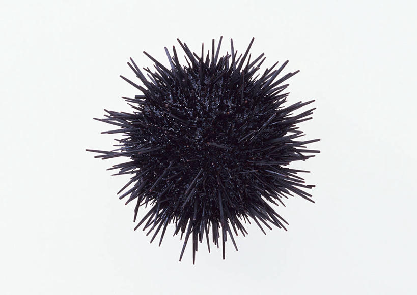 海鲜,无人,横图,俯视,室内,特写,白天,白色背景,海胆,阴影,反射,纹路,纹理,影子,水产,海洋生物,一个,黑色,摄影,影棚,单个,水生动物,海产品,水生物,海底动物,肌理,刺锅子,海刺猬,彩图,高角度拍摄,影棚拍摄,拍摄