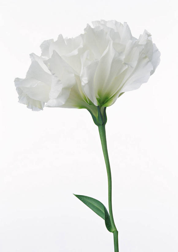 无人,竖图,室内,特写,白天,白色背景,正面,爱情,叶子,阴影,盛开,反射,影子,绿叶,花蕾,花,花瓣,花朵,鲜花,白色,花苞,花蕊,嫩叶,摄影,影棚,桔梗花,僧冠帽,柔顺,六角荷,永恒,梗草,悲哀,诚实,无望,叶,叶片,彩图,影棚拍摄,拍摄
