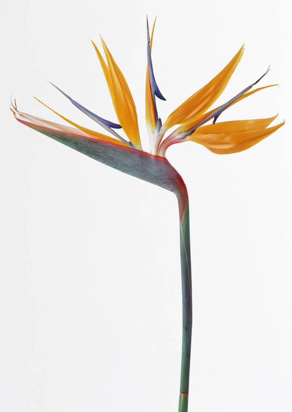 无人,竖图,室内,特写,白天,白色背景,正面,鹤望兰,阴影,盛开,反射,影子,花蕾,花,花瓣,花朵,鲜花,黄色,花苞,花蕊,摄影,影棚,一支,高雅,清新,极乐鸟花,天堂鸟,彩图,影棚拍摄,拍摄