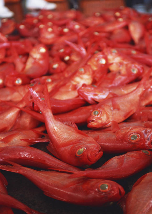 海鲜,三文鱼,无人,竖图,俯视,室内,特写,白天,购物,兴奋,热情,消费,鲑鱼,一堆,许多,阴影,堆叠,堆积,反射,影子,集市,市场,开放,水产,海洋生物,红色,健康,温暖,奔放,活力,积极,激情,金融,朝气,堆,暖色,大马哈鱼,死亡,吉祥,生命,水生动物,海产品,水生物,饱满,选购,贸易,海底动物,撒蒙鱼,萨门鱼,冰海之皇,鲑,马哈鱼,麻哈鱼,大麻哈鱼,革命,殒命,灭亡,热烈,赤色,充实,斗志,喜气,主动,银大麻哈鱼,彩图,高角度拍摄,欢乐,鱼市