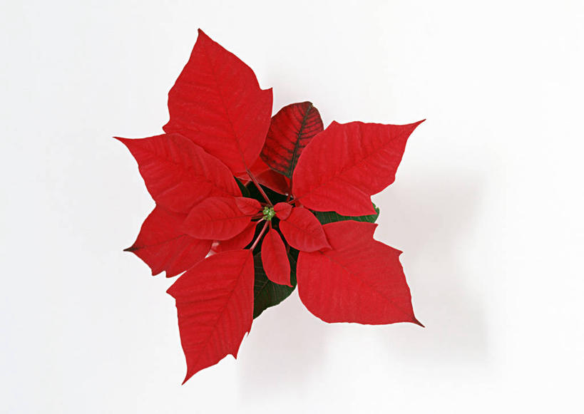 无人,横图,俯视,室内,特写,白天,白色背景,阴影,盛开,反射,影子,圣诞红,一品红,花蕾,花,花瓣,花朵,鲜花,红色,花苞,花蕊,圣诞花,摄影,猩猩木,影棚,绿洲,彩图,高角度拍摄,影棚拍摄,拍摄